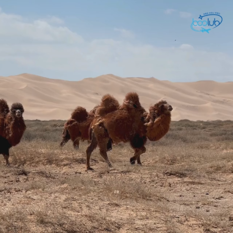 BOOLUB X MONGOLIA 🐫