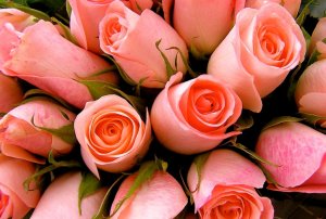 [세부] 꽃배달 서비스(꽃다발 + 와인 + 케이크)