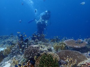 [보홀] 체험다이빙 (다이빙 자격증 필요없음)