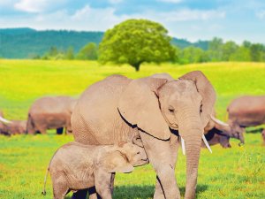 [제주] 점보빌리지