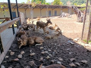 랑카위 와일드라이프 파크 티켓 