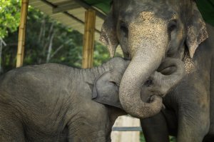 [즉시확정] 파타야 코끼리 정글 보호구역 (오전/오후 투어)