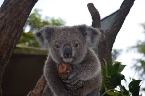 Kuranda Koala Gardens