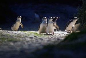 [멜버른] 필립 아일랜드 야생펭귄 퍼레이드 투어 - 한국인가이드