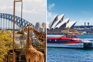 [봄맞이 기간 한정 할인 프로모션] 타롱가 동물원 티켓 (*운행 횟수 더 많은* 왕복 관광 페리 옵션) - 시드니 필수 코스!