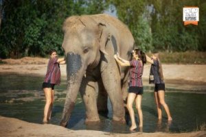 [파타야] 코끼리 보호 캠프(Elephant Jungle Sanctuary) 방문