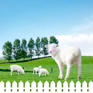 [제주] 애월 양떼목장