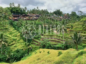  [발리]우붓 핵심 지역 체크아웃 투어 | 라이스 테라스, 띠르다 엠뿔, 스윙, 차시음, 꾸따비치 일몰, 마사지