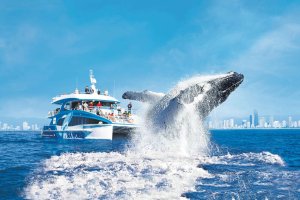 골드코스트 고래관찰 크루즈 (씨월드 크루즈 탑승)