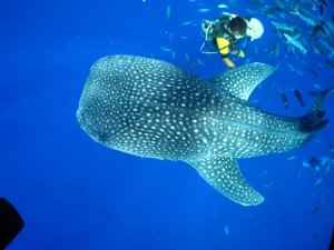 [오키나와]고래상어 스노클링 / 체험다이빙