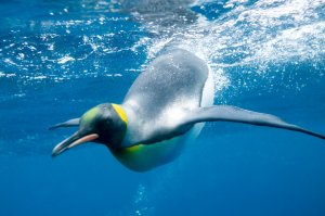  씨라이프 SEA LIFE 파리 아쿠아리움