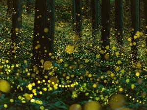 쿠알라 셀랑고르의 반딧불 보트 크루즈