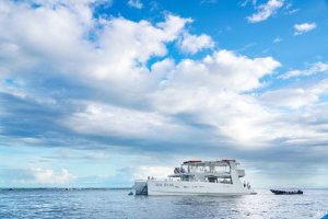 [세부]더마크 럭셔리 요트 호핑 투어