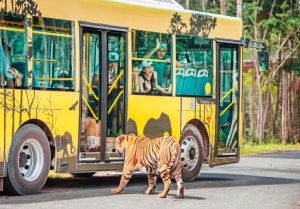 [푸꾸옥] 베트남 푸꾸옥 빈펄 사파리 티켓