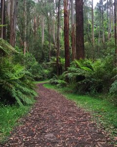 [멜버른] 퍼핑 빌리 & 필립 아일랜드 투어-한국어가이드