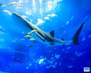 오키나와 츄라우미 아쿠아리움