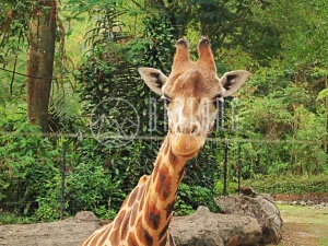 [자카르타] 동남아 최대 따만 사파리 (Taman Safari) 데이투어 자카르타 출발