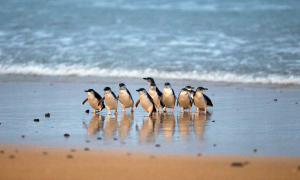 (멜번 출발) 펭귄 익스프레스 투어