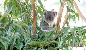 브리즈번 리버 크루즈 + 론 파인 코알라 보호구역  