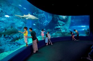 콤보: 씨라이프 방콕 오션월드 + 마담 투소 방콕  