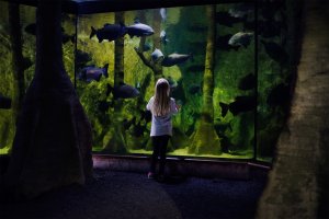  [나고야]  레고랜드 & SEA LIFE  아쿠아리움 