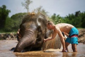 [치앙마이 ]코끼리 정글 보호 캠프(Elephant Jungle Sanctuary) 