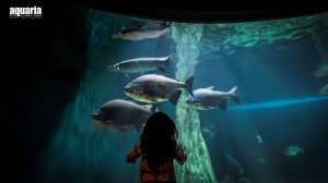 콤보: 아쿠아리아 KLCC + 버자야 타임즈 스퀘어 놀이 공원 