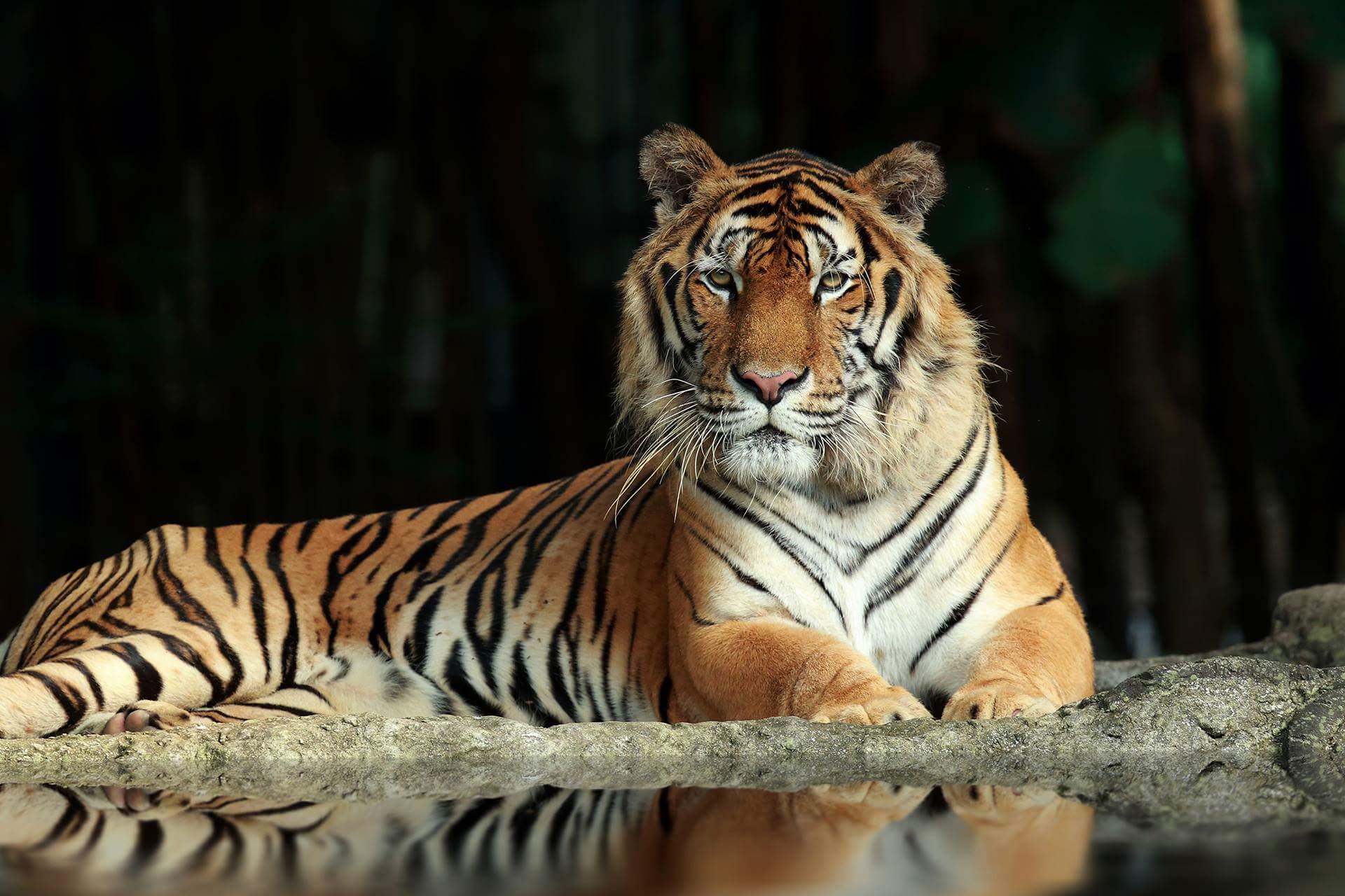 [치앙마이] 사파리 입장권