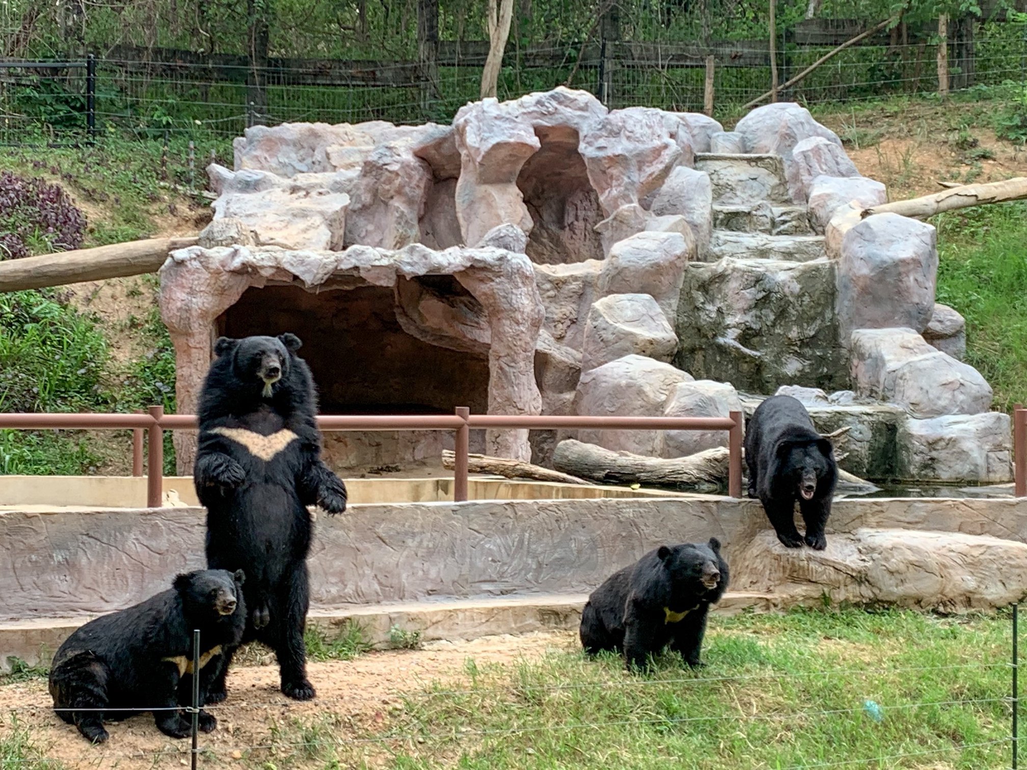 [치앙마이] 사파리 입장권