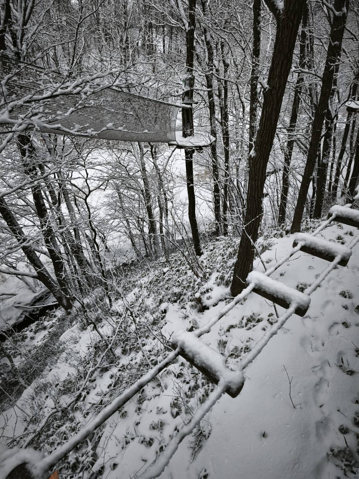 [홋카이도] 포레스트 어드벤처 에니와 체험권 (짚트립 투어)